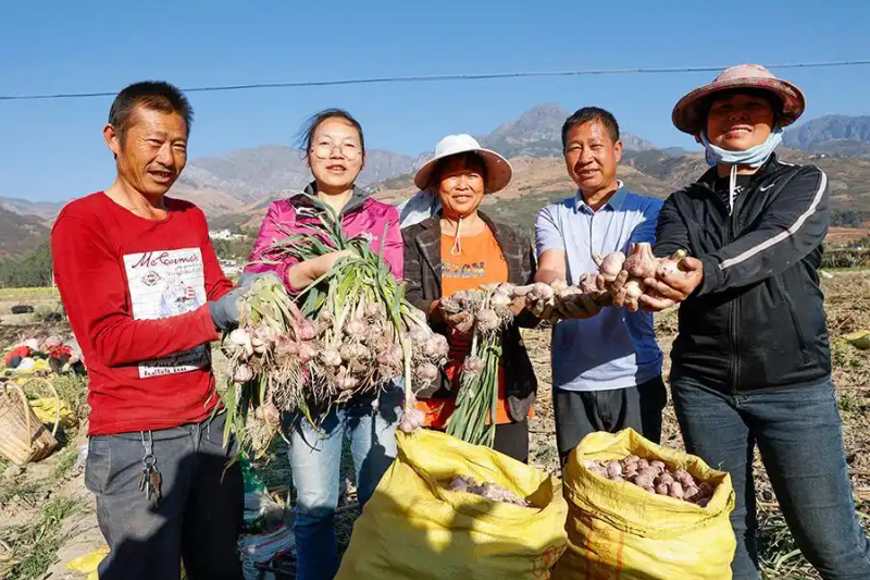 春季大蒜种植技术
