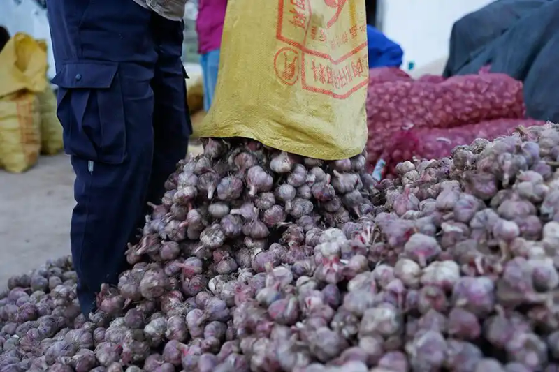 春季大蒜种植技术