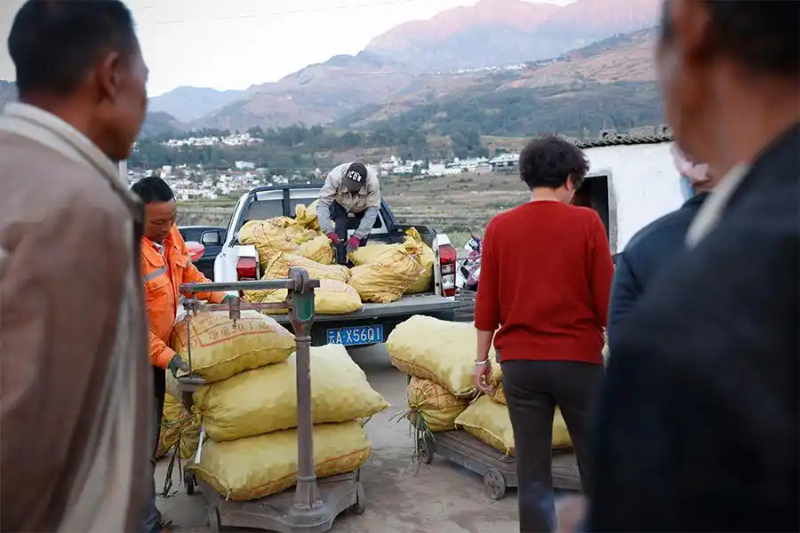 春季大蒜种植技术