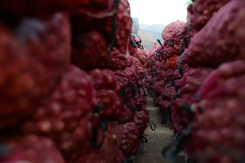 春季大蒜种植技术