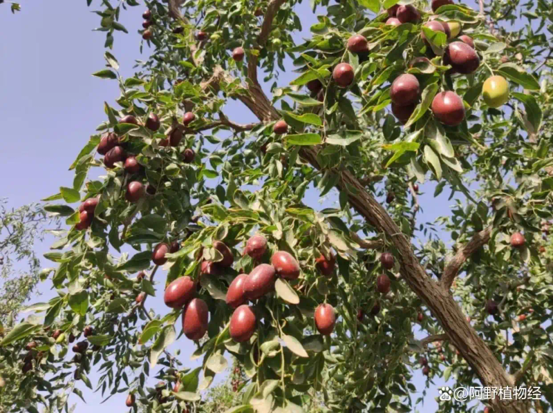 适合北方种植新品种果树