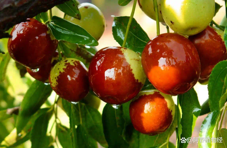 适合北方种植新品种果树