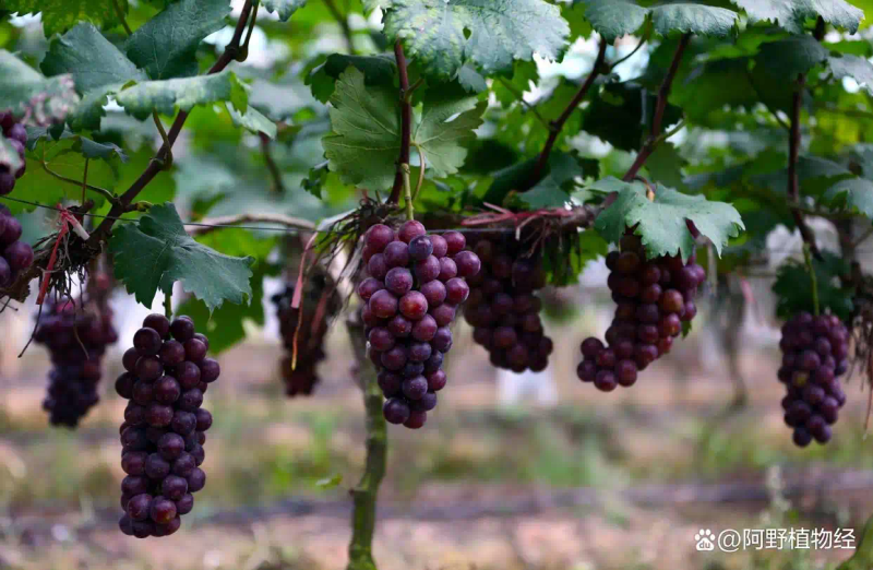 适合北方种植新品种果树