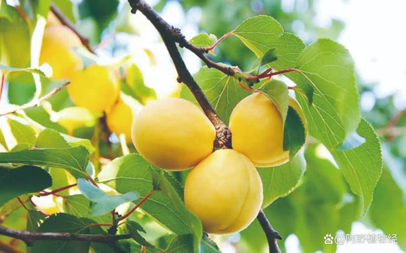 适合北方种植新品种果树