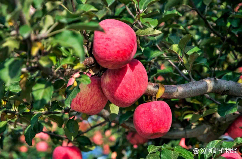 适合北方种植新品种果树
