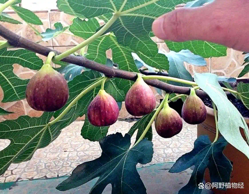 适合北方种植新品种果树