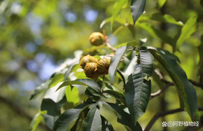 适合北方种植新品种果树