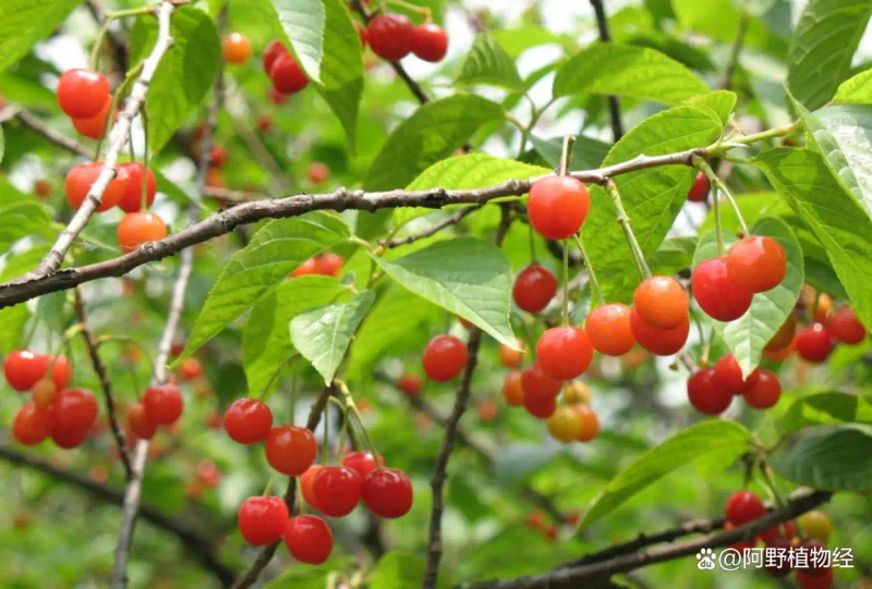 适合北方种植新品种果树