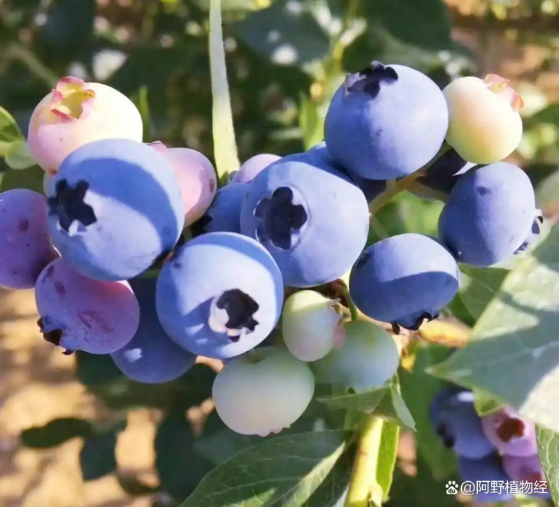 适合北方种植新品种果树