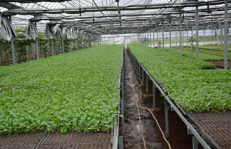 西兰花种植方法大全