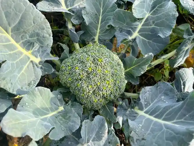 西兰花种植方法大全