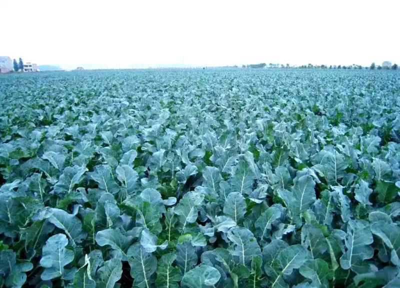 西兰花种植方法大全
