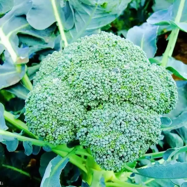 西兰花种植方法大全