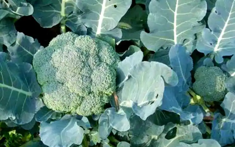 西兰花种植方法大全