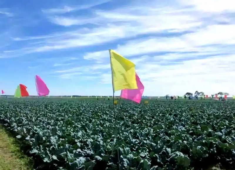 西兰花种植方法大全