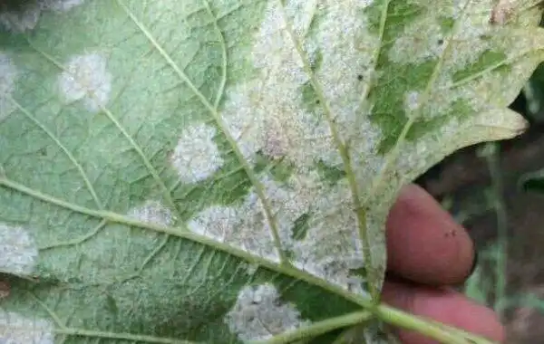 西兰花种植方法大全