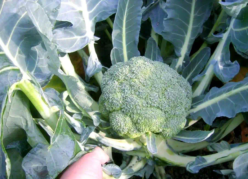 西兰花种植方法大全