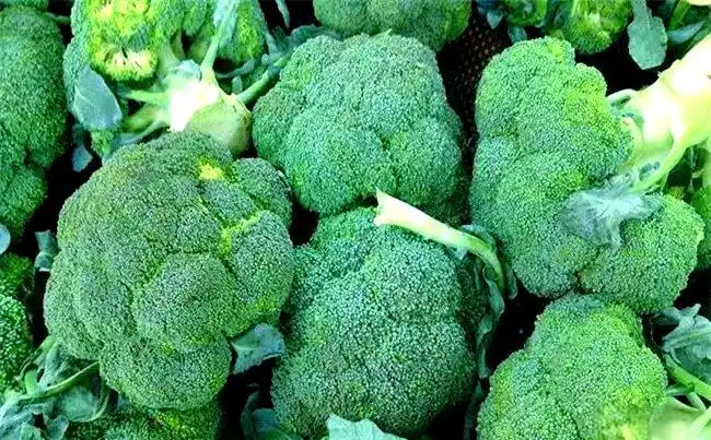 西兰花种植方法大全