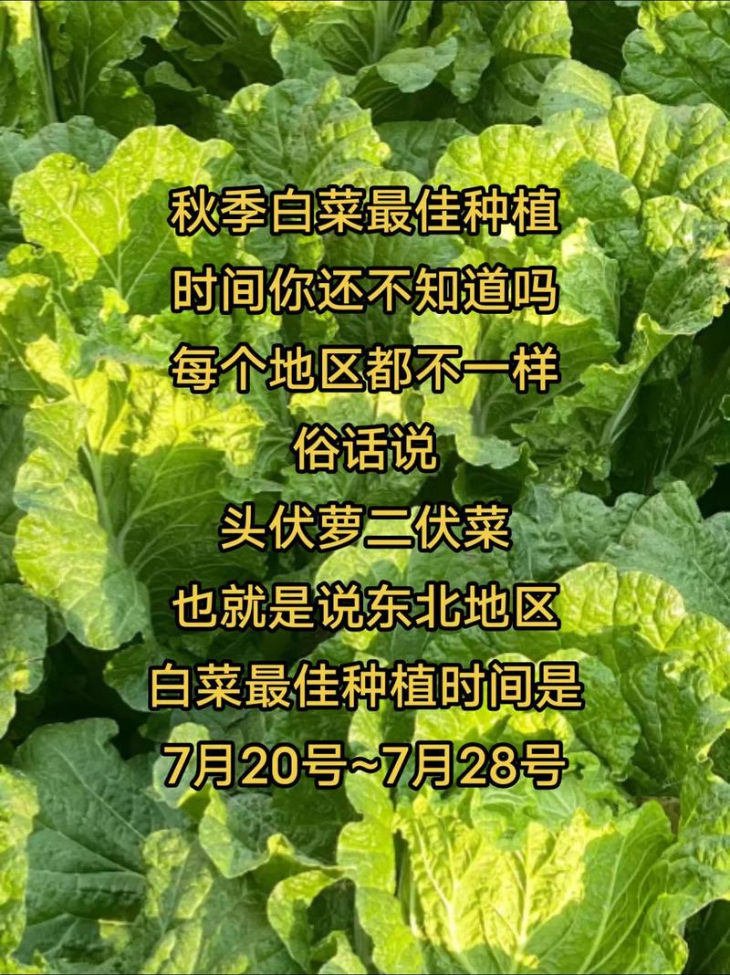 早春大白菜种植技术