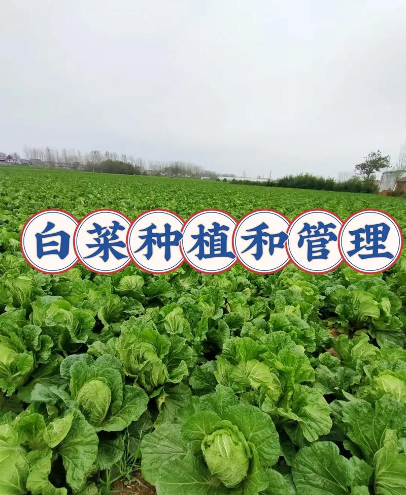 早春大白菜种植技术