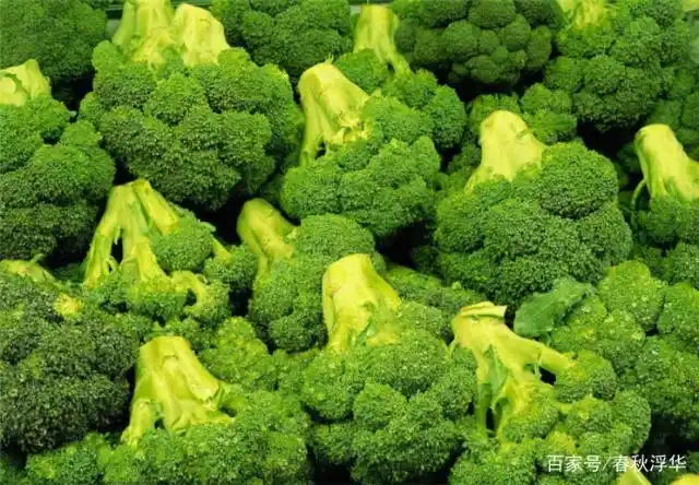 西兰花种植方法大全