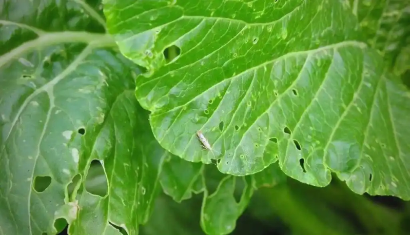 西兰花种植方法大全