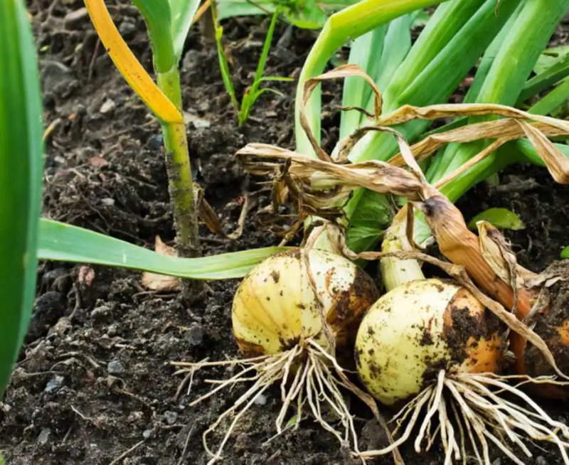 野沙葱野外种植方法