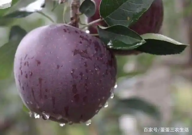 此树我国独有，抗旱耐寒易打理，果实清脆甘甜，水果市场的新选择