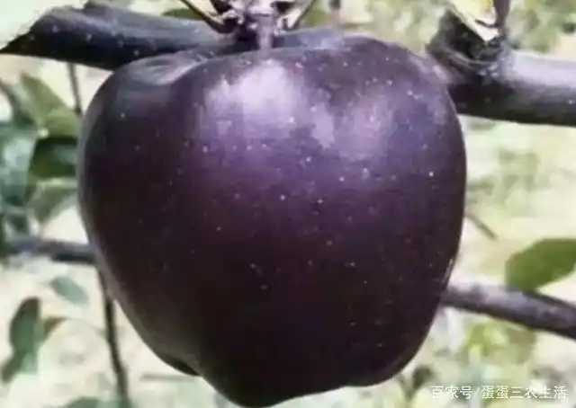 适合北方种植新品种果树