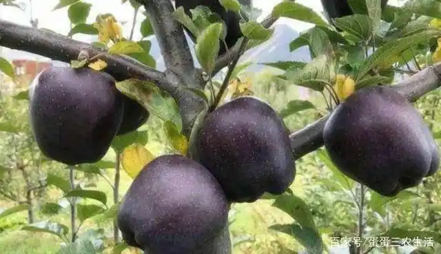 适合北方种植新品种果树