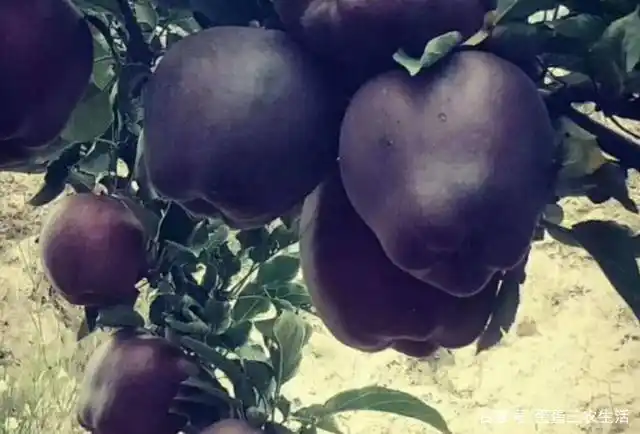 适合北方种植新品种果树