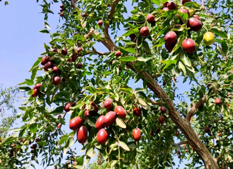 It's good for new fruit trees in the north