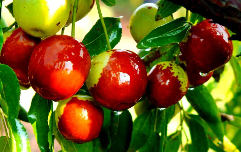 It's good for new fruit trees in the north