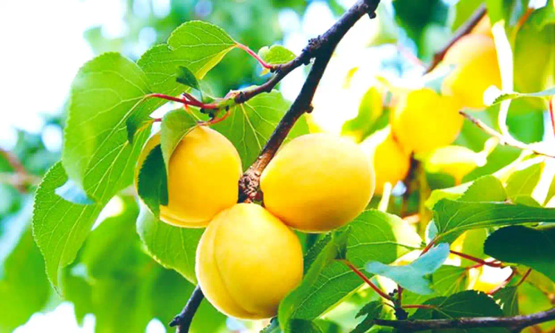 It's good for new fruit trees in the north