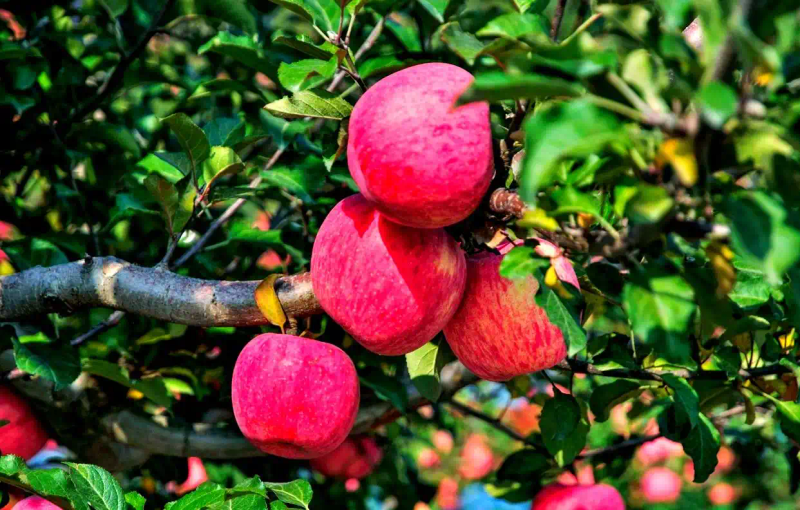 It's good for new fruit trees in the north