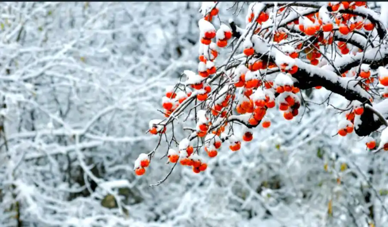 It's good for new fruit trees in the north