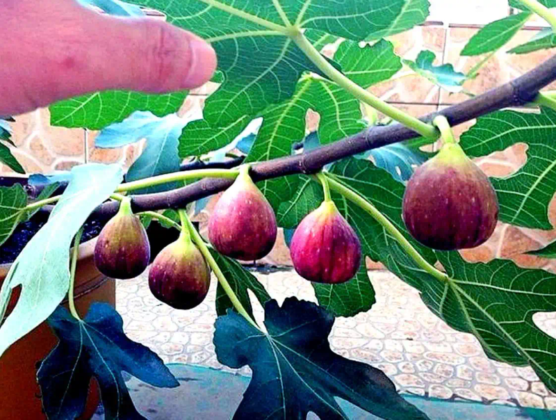 It's good for new fruit trees in the north