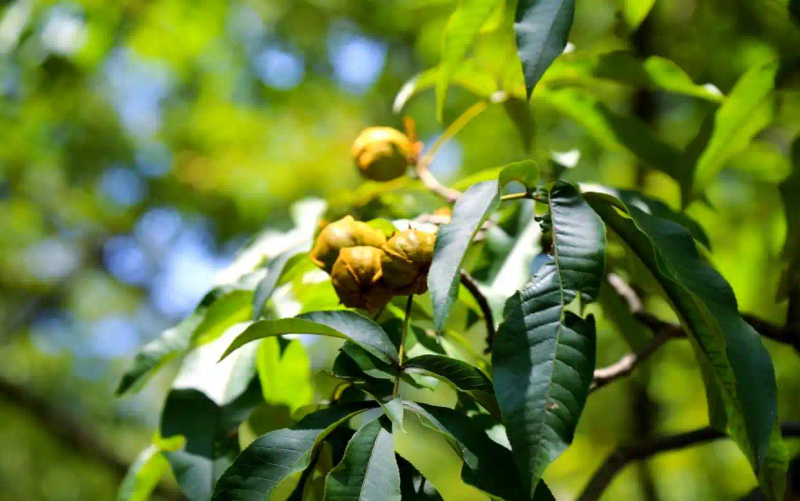It's good for new fruit trees in the north