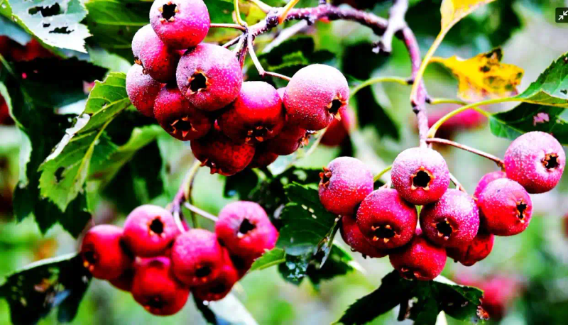 It's good for new fruit trees in the north