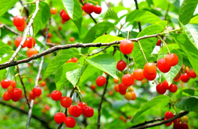 It's good for new fruit trees in the north