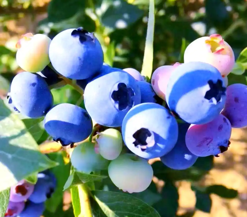 It's good for new fruit trees in the north