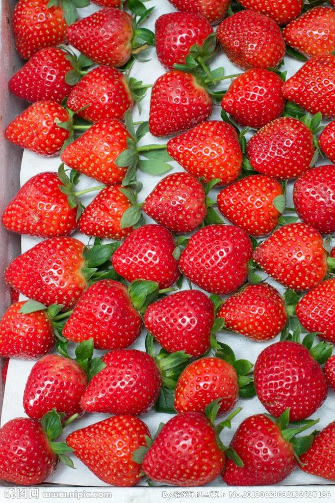 草莓盆栽种子种植方法