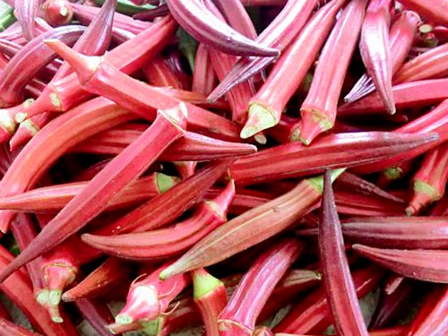 秋葵种子的种植方法