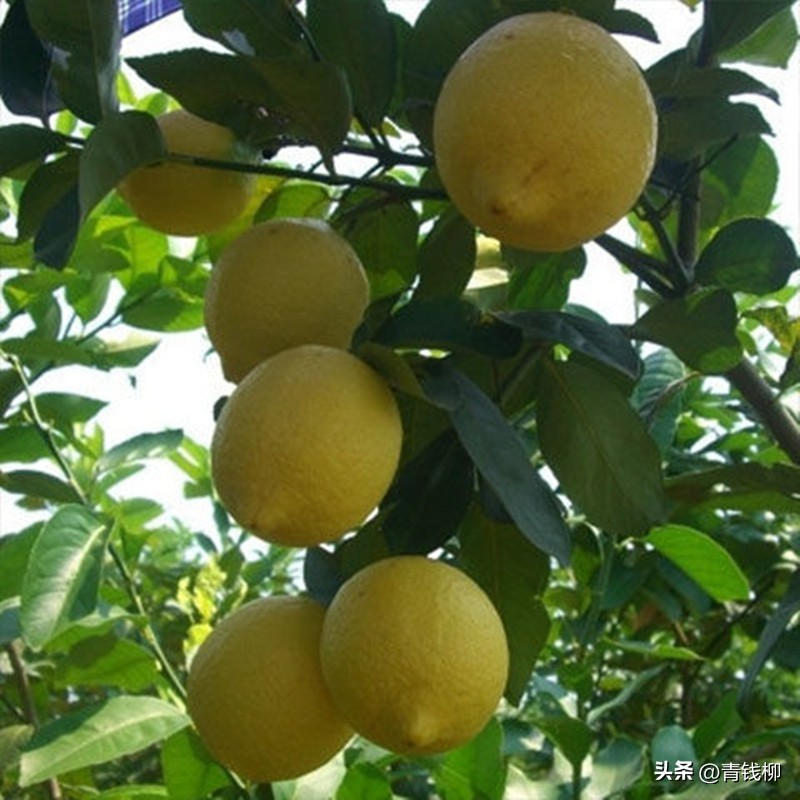 柠檬种子怎么种植方法