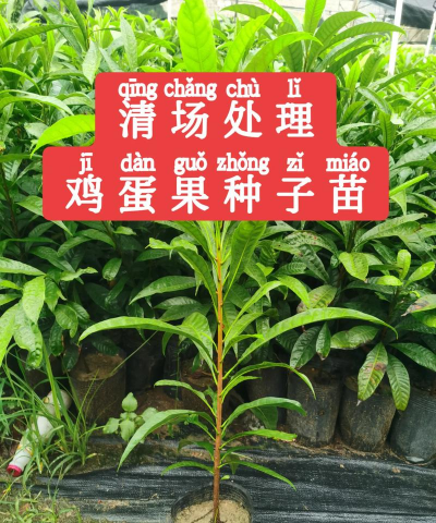 果树苗木种子种植基地在哪里