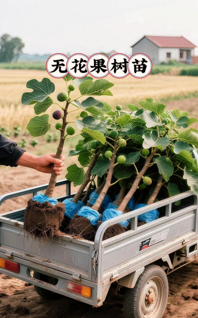 花卉果树种植论坛