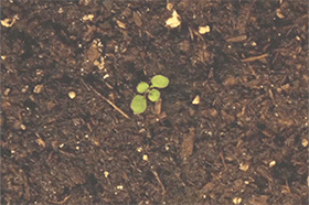 柠檬种子怎么种植方法