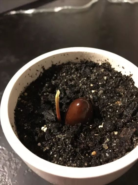 柠檬种子怎么种植方法