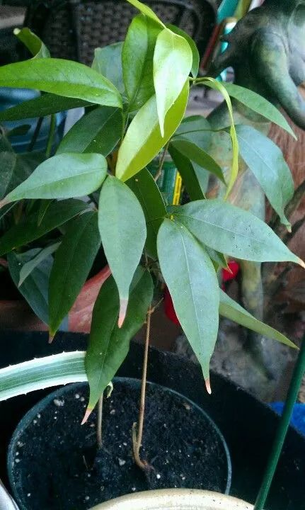 柠檬种子怎么种植方法