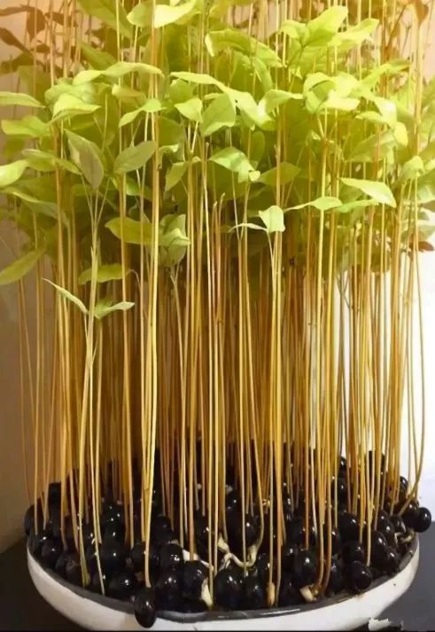 柠檬种子怎么种植方法